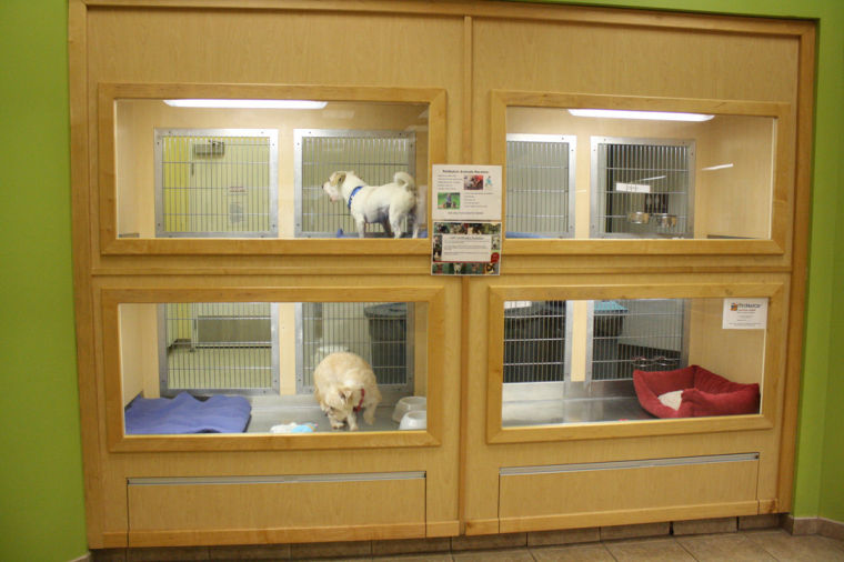 PetMatch